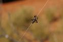 ZZ_ZZ305_D3425_Z_82_E. of Nuendah homestead_Australie